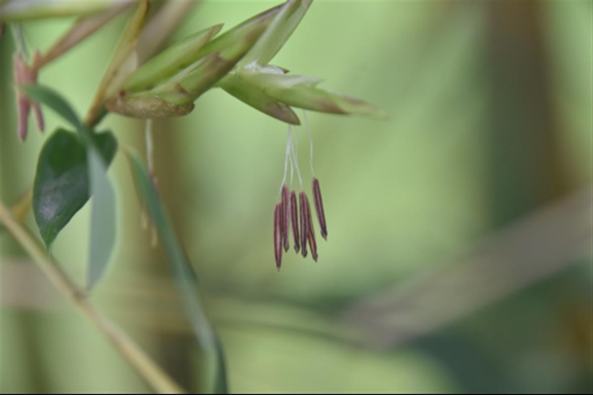 竹子開(kāi)花意味著什么？聽(tīng)聽(tīng)專(zhuān)家這樣說(shuō)