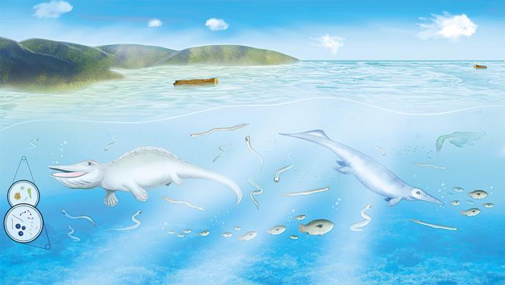 湖北新發現15枚牙形化石集群