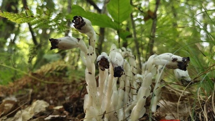 国家近危级珍稀植物水晶兰现身堵河源