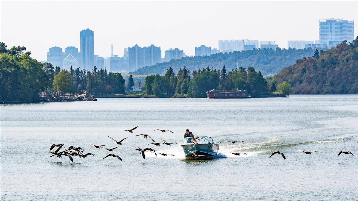 “大雁伴飞”游东湖 东湖生境雁岛开园