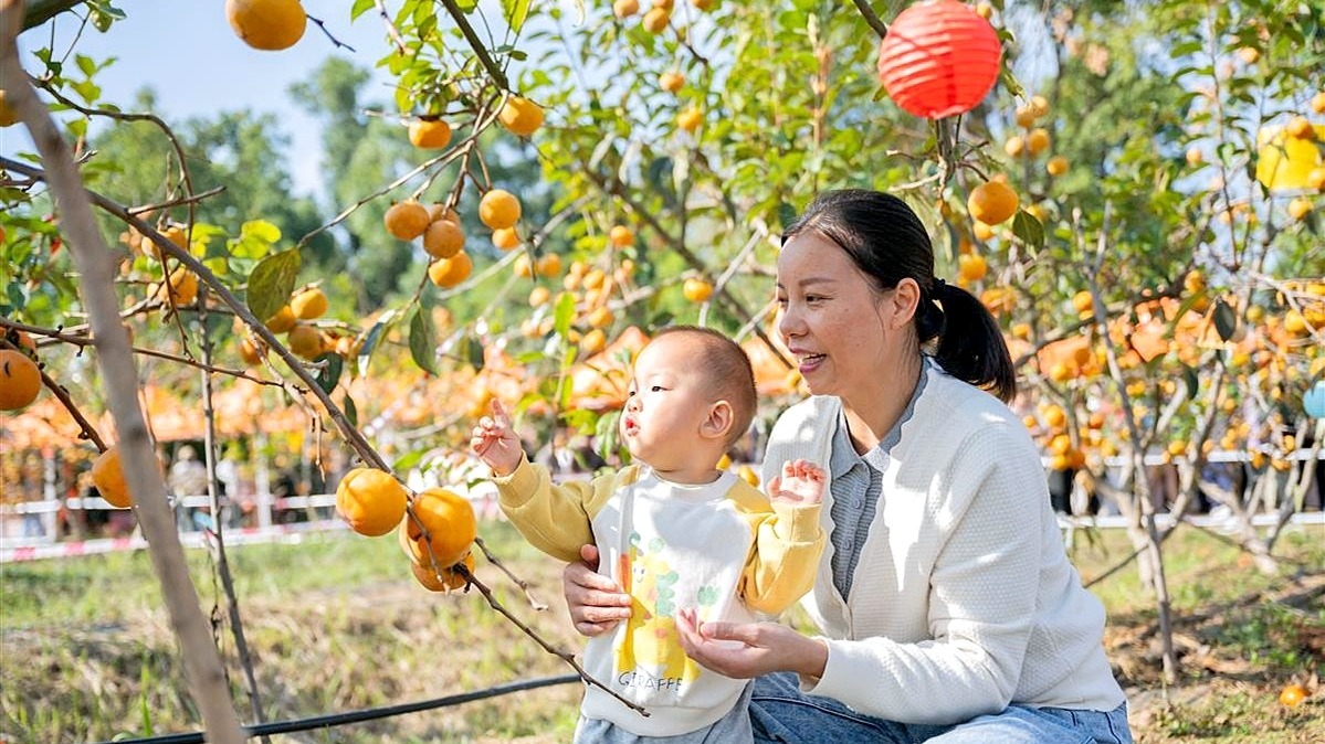 肉脆无核还超甜  华农的柿子熟了