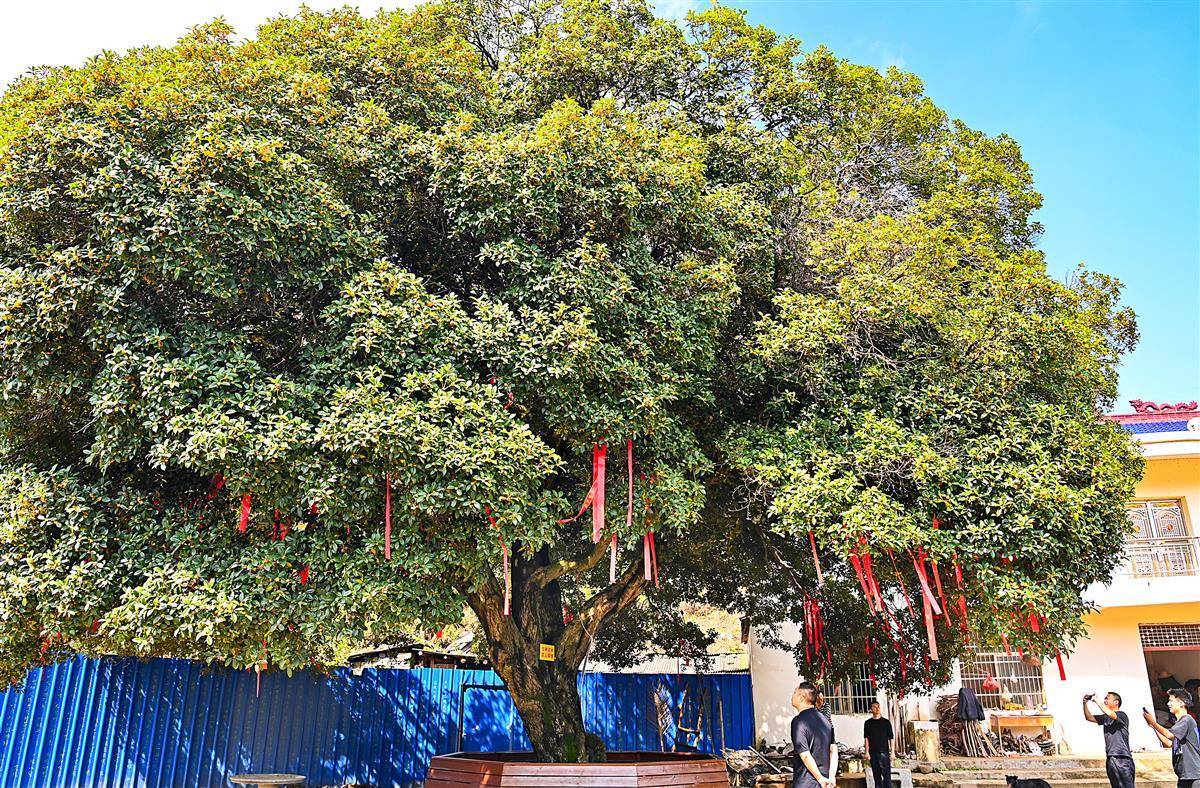 300歲的“桂花王”開出雙色花