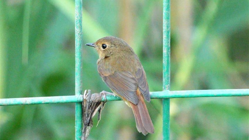 誕生第468個鳥類新記錄 武漢發現灰藍姬鹟