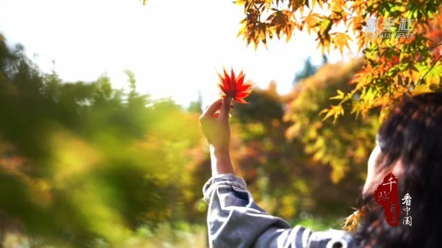 湖北鶴峰：秋日“楓”景在線(xiàn)