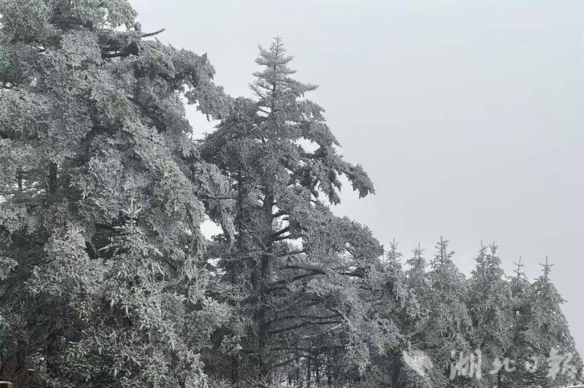 剛剛！神農(nóng)架下雪了