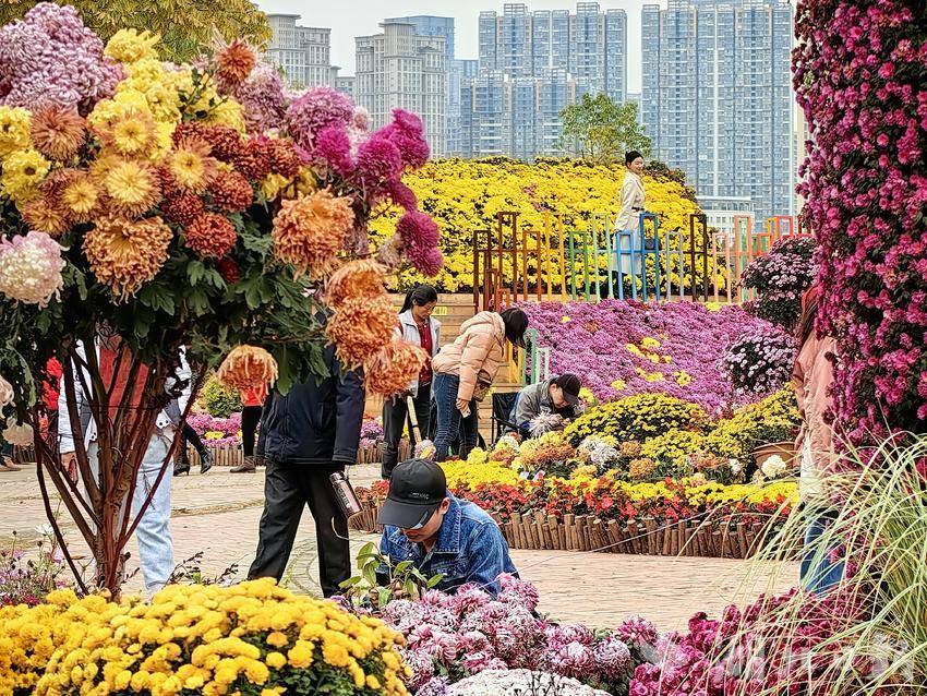 武漢沙湖公園菊展持續(xù)火熱