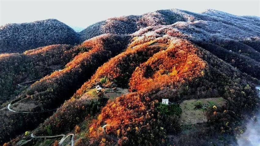 雾凇满山！云海翻涌！神农架雪后初晴美如画