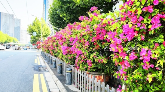 花漾年華映新綠 江城四季披彩服