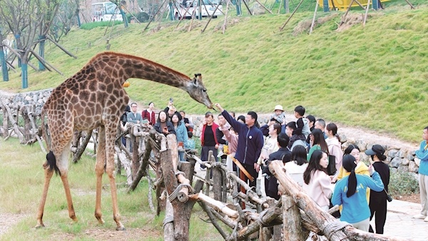 宜都：三峡长颈鹿乐园首次开放探营