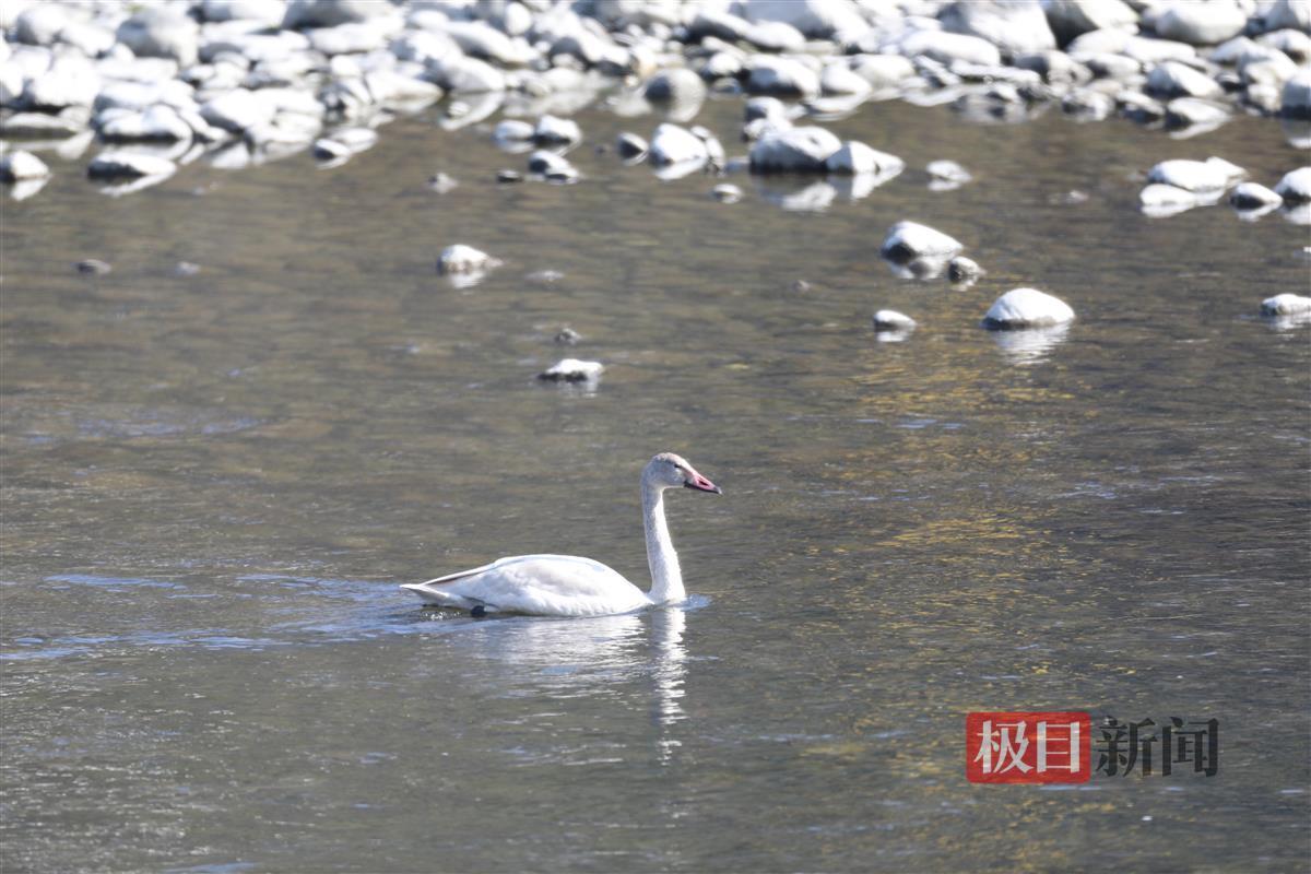 野生小天鵝現(xiàn)身湖北竹山堵河