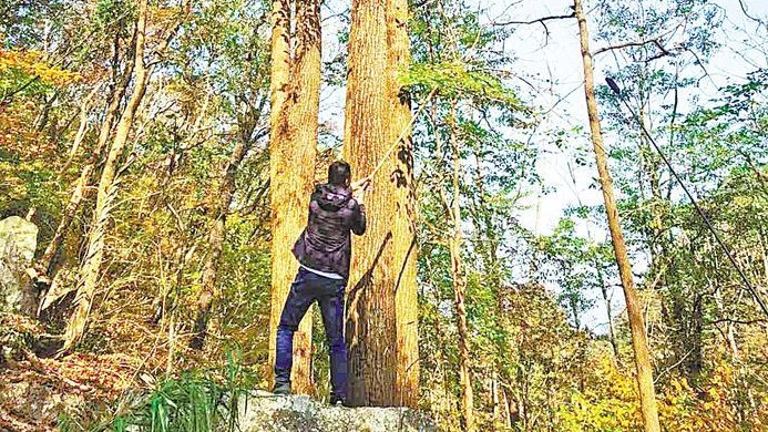 大别山深处遗世珍藏10余种珍稀濒危植物