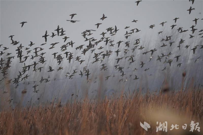 潛江返灣湖現(xiàn)1500余只花臉鴨越冬