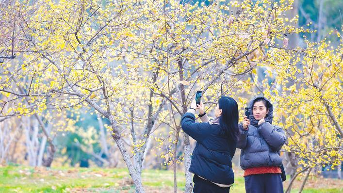 东湖梅花报春来