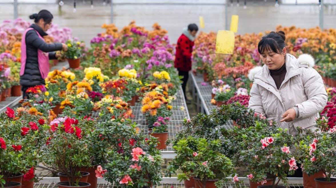 年宵花上市 供应节前市场