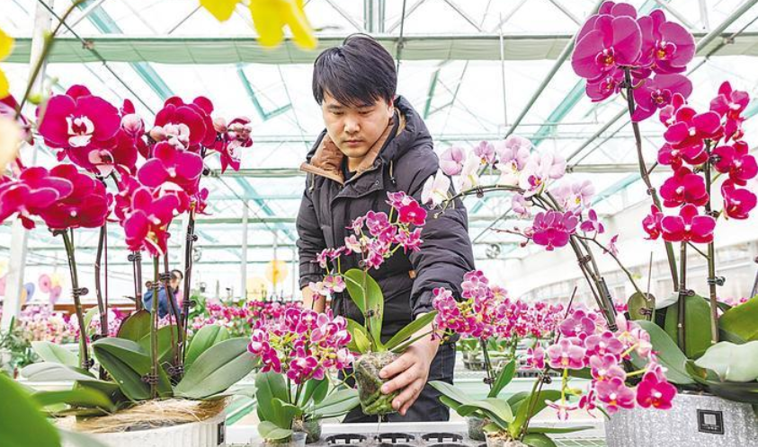 节前鲜花经济“预热”