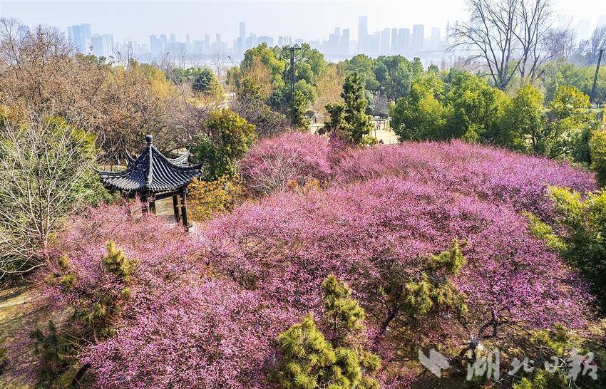 梅花開 春來到！