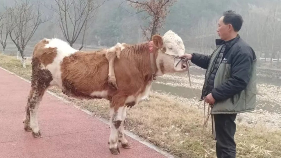 罕见！十堰惊现六条腿的牛