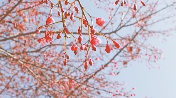 早櫻搶跑來爭(zhēng)春 鐘花櫻為武漢龜山抹胭脂