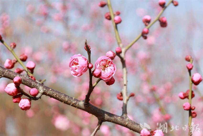 武漢梅花競相綻放，城管呼吁文明賞花