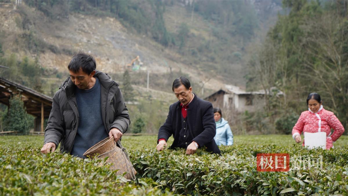 恩施春茶搶“鮮”開(kāi)采，鮮葉漲到120元一斤