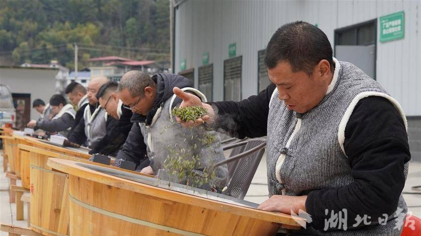 穿著棉衣制新茶 利川第一茬春茶搶“鮮”上市