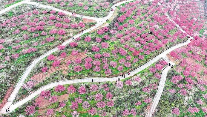 5年種下7000余株梅花 花園堡終于名副其實(shí)