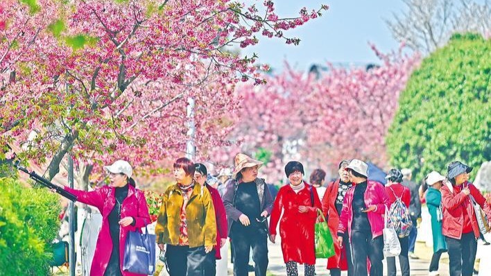 枝江同心花海进入最佳观赏期