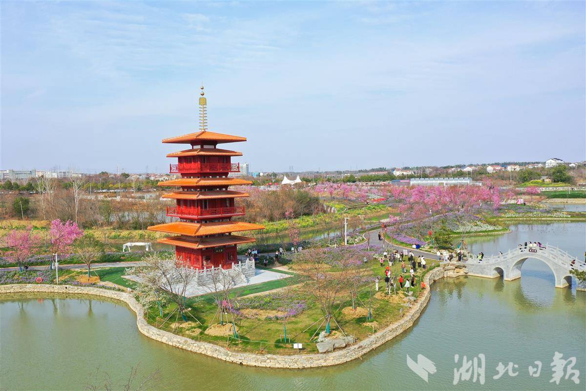 武汉湿地樱花园：游客悠闲赏花