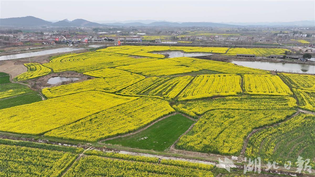 2025年湖北十大“最美油菜花?！痹谶@里！