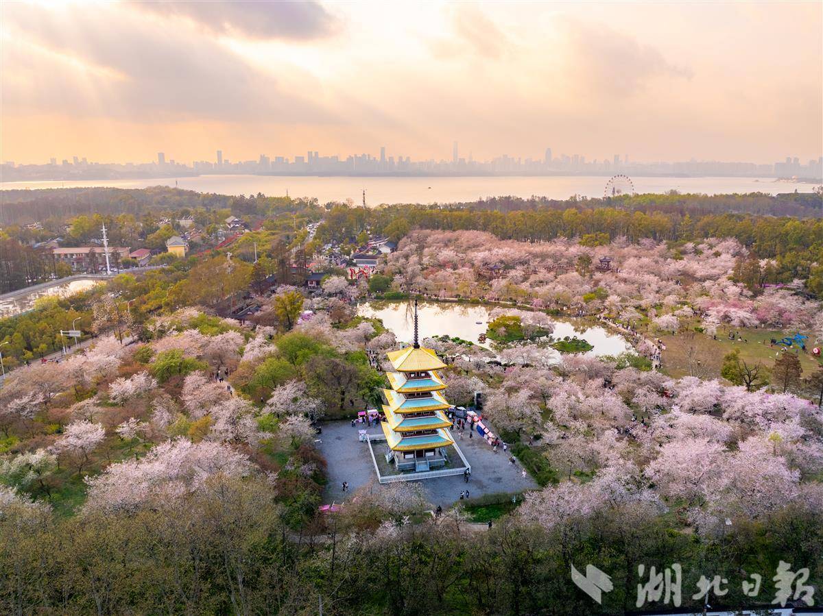 櫻花之城 因花溫柔