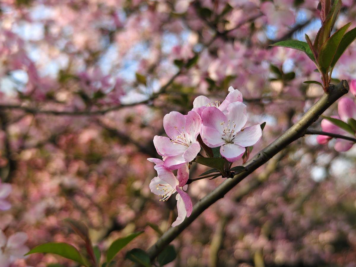 青山公園櫻花綻放迎客來