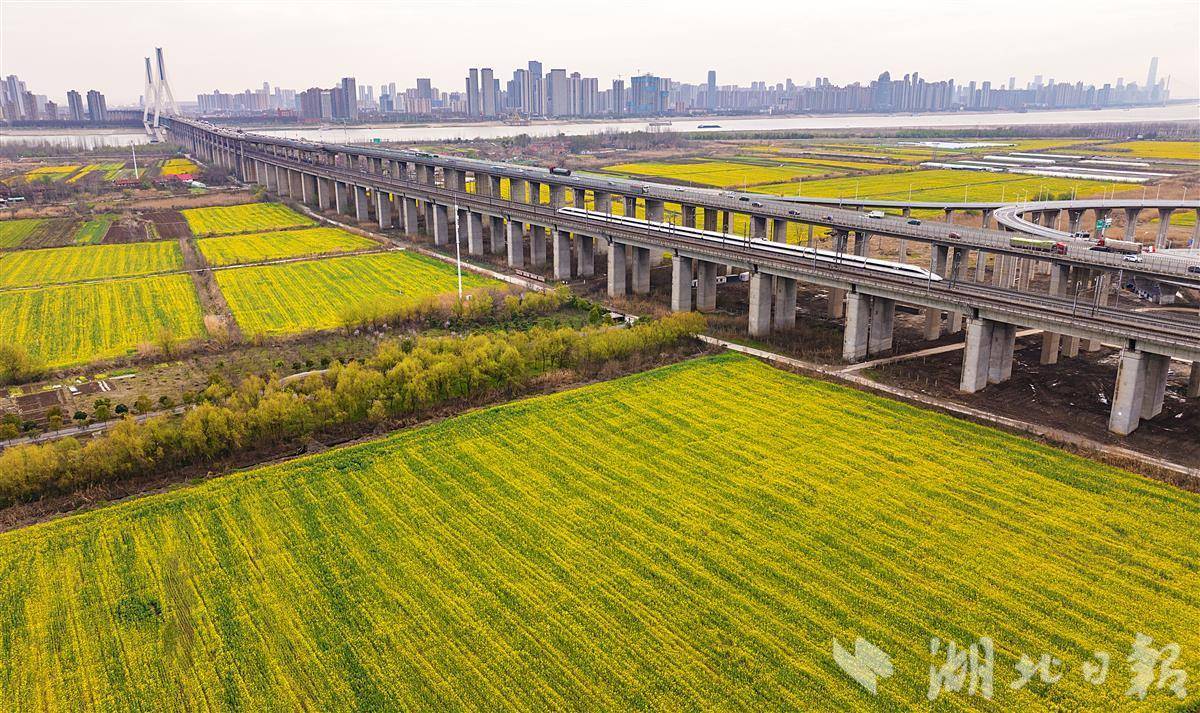 開往春天的列車 帶你穿過(guò)天興洲花海