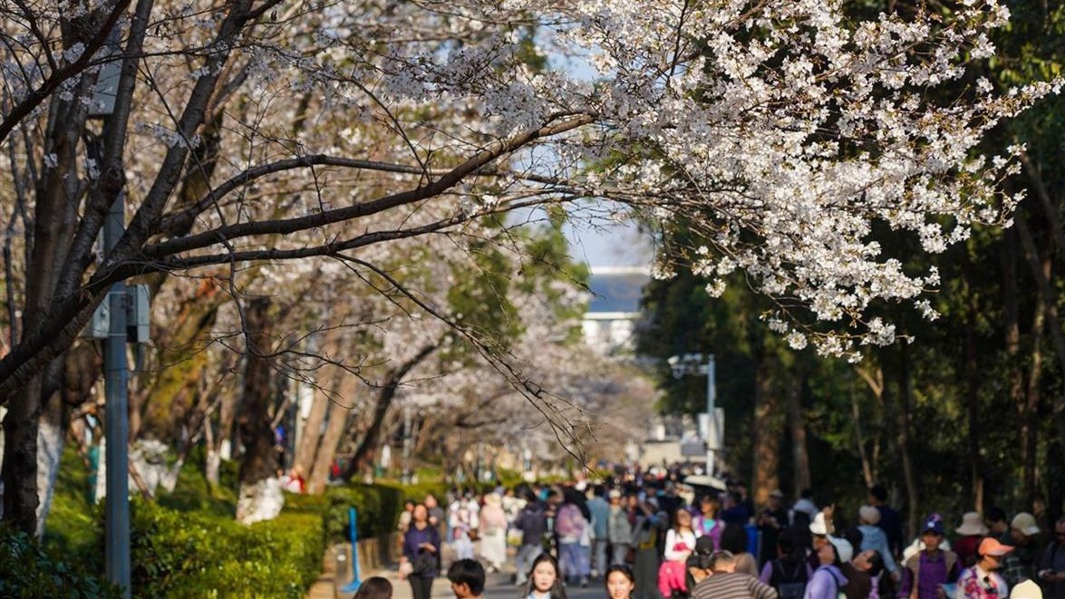 櫻花漫舞時(shí)，武大浪漫如畫(huà)！