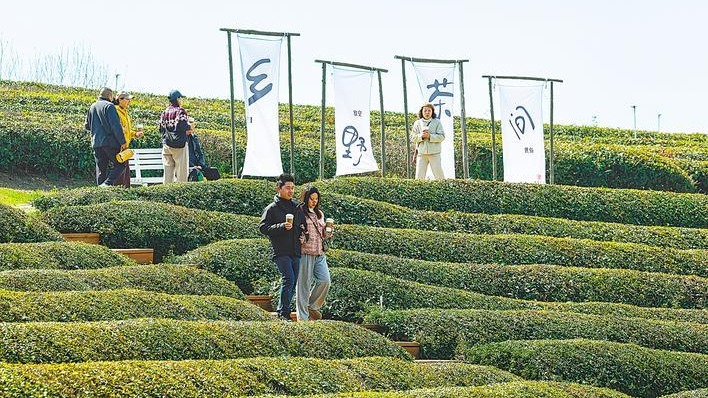 柏泉茶园春茶开采