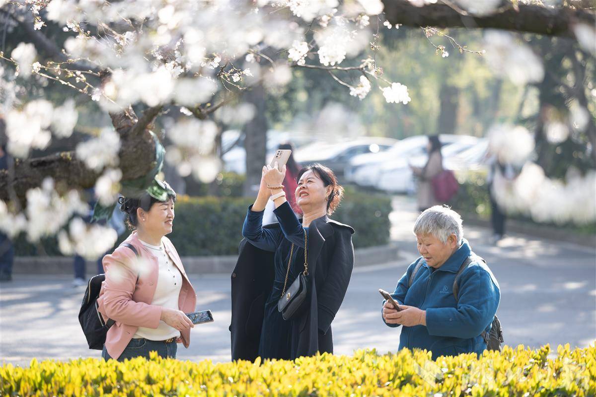 武漢大學櫻花一夜盛放