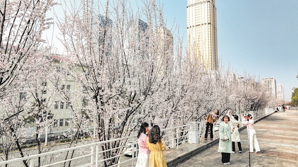 浪漫江灘 繁花滿路