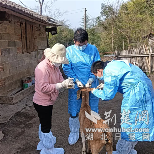 荆门市东宝区栗溪镇展开蜱虫监测 看护大众健康
