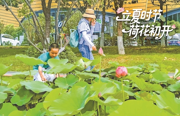 立夏时节 荷花初开