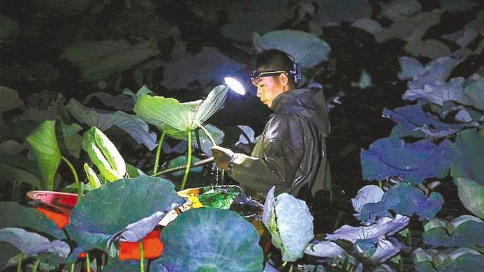 凌晨1點下塘 新鮮藕帶這樣走上市民餐桌
