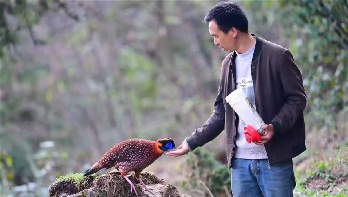 “捕鳥人”建網紅觀鳥勝地