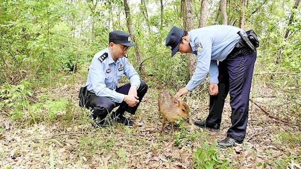 “三有”小麂现身居民区 保康警民暖心救助并放生