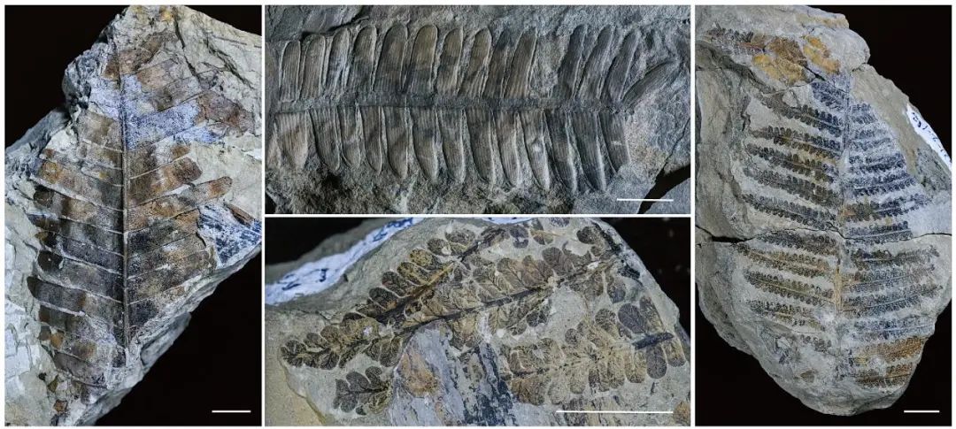 2.37亿年前，湖北这里存在古老森林