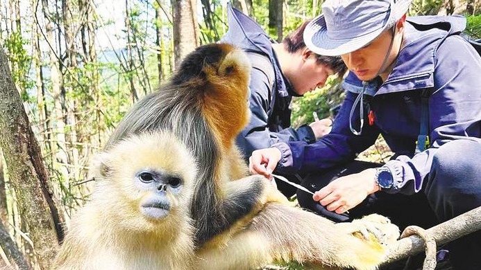 大龍?zhí)督鸾z猴野外研究基地成人才搖籃