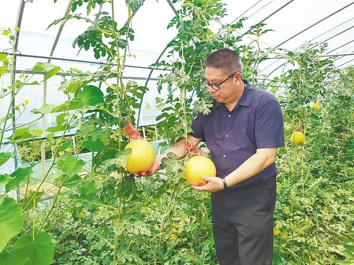 襄陽首批太空西瓜熟了 甜度是普通西瓜的兩倍