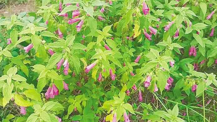 湖北5年发现逾20个新物种