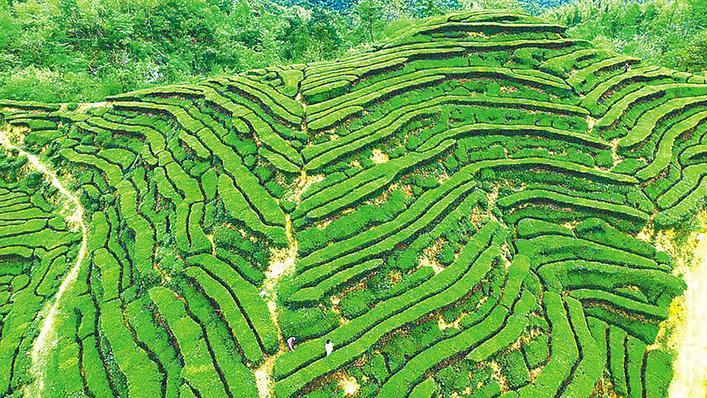 湖北534万亩茶园全部开园