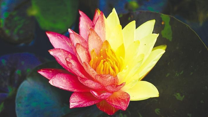 好运“莲莲”！武汉植物园双色睡莲绽放