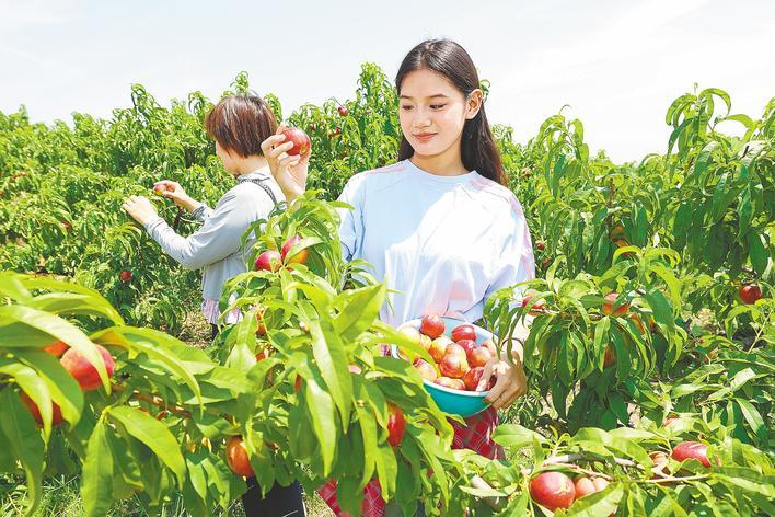 棗陽油桃搶鮮上市
