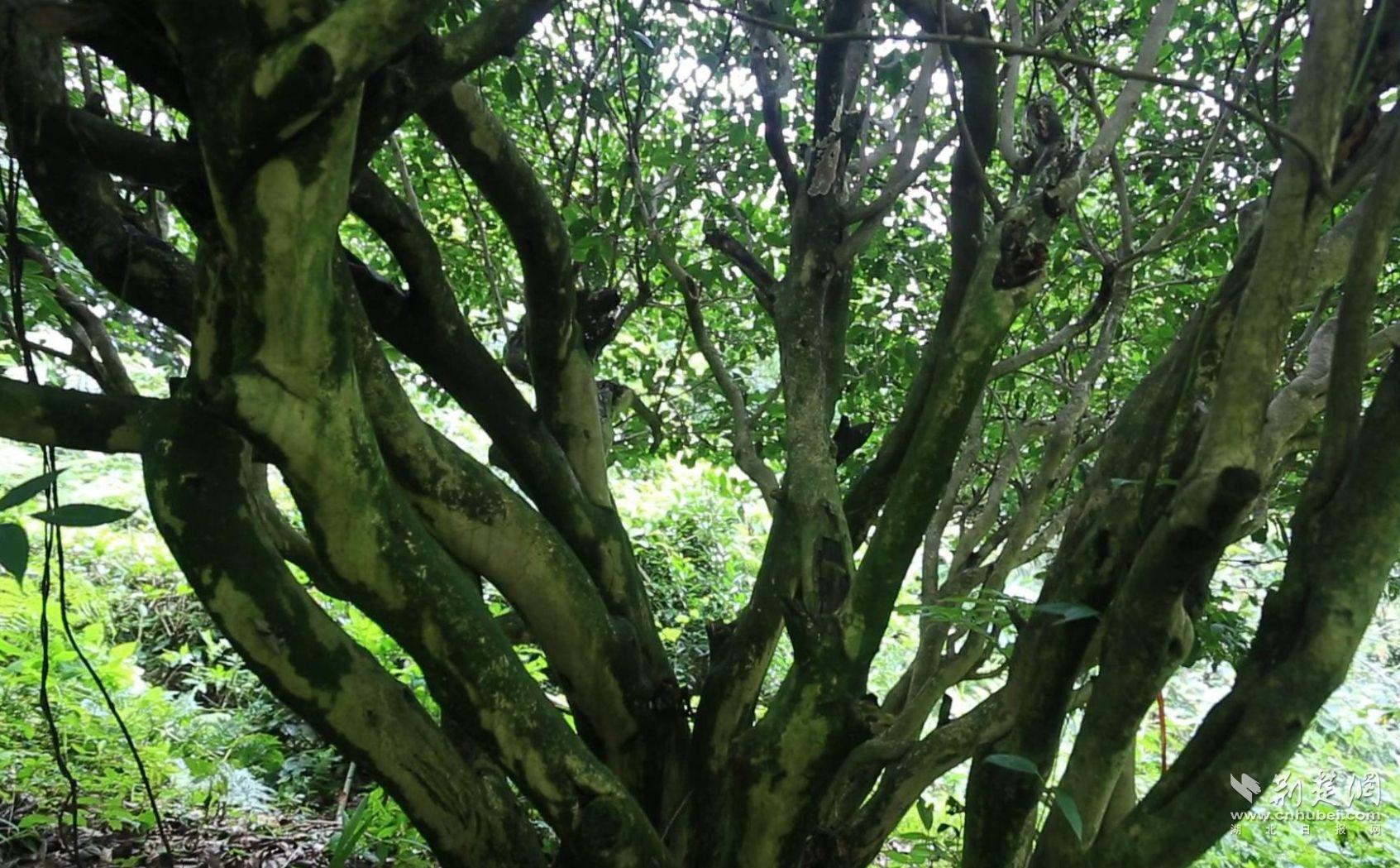 五峰古树茶：云雾深处的时光馈赠