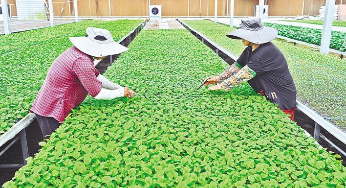 自動化大棚孕育秋收希望